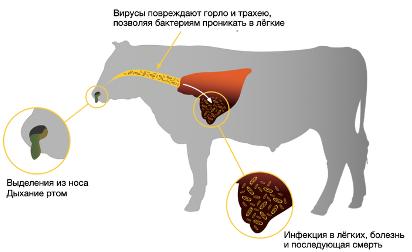 Схема распространения респираторных инфекций у КРС